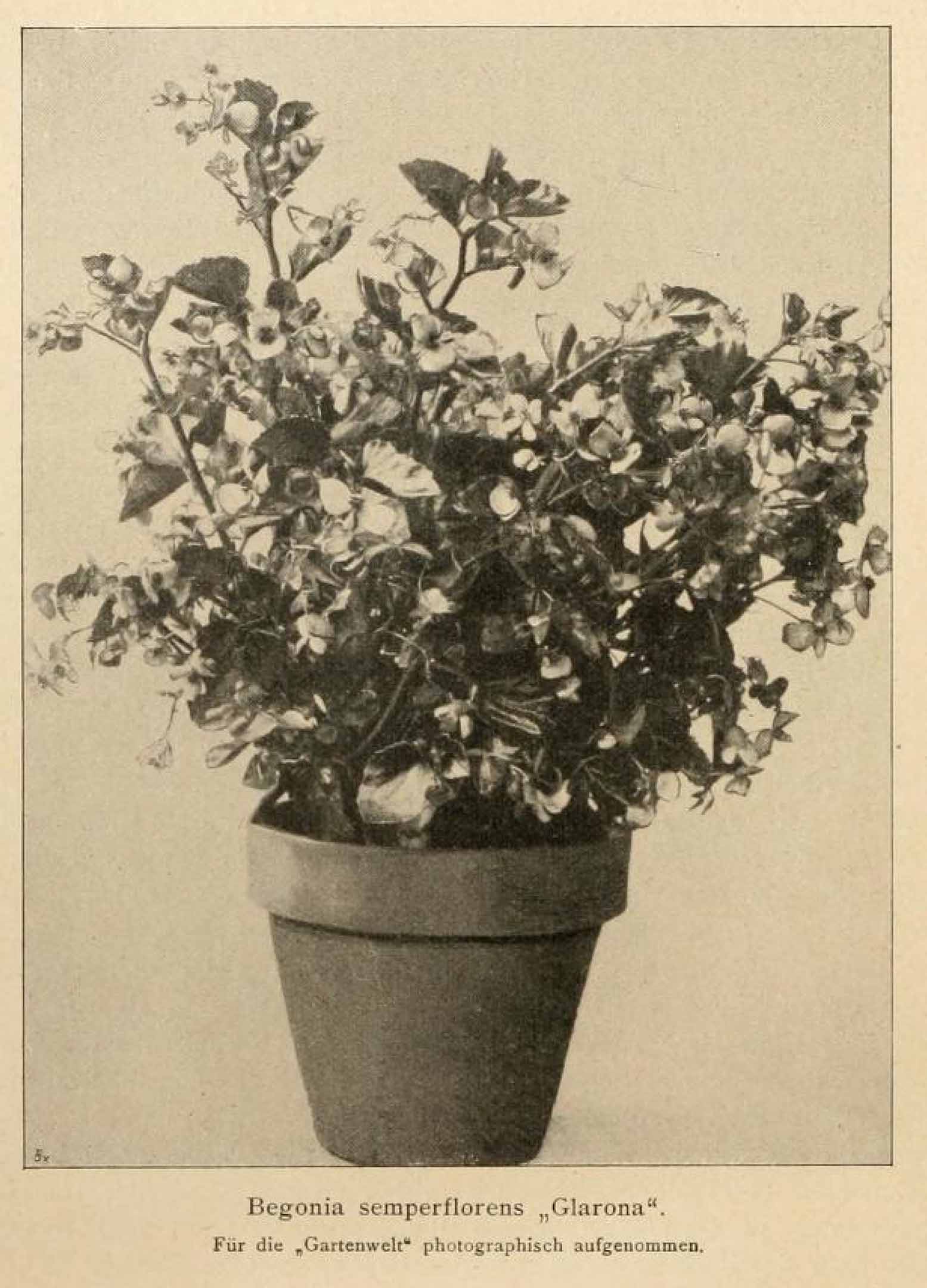 B. ‘Glarona’